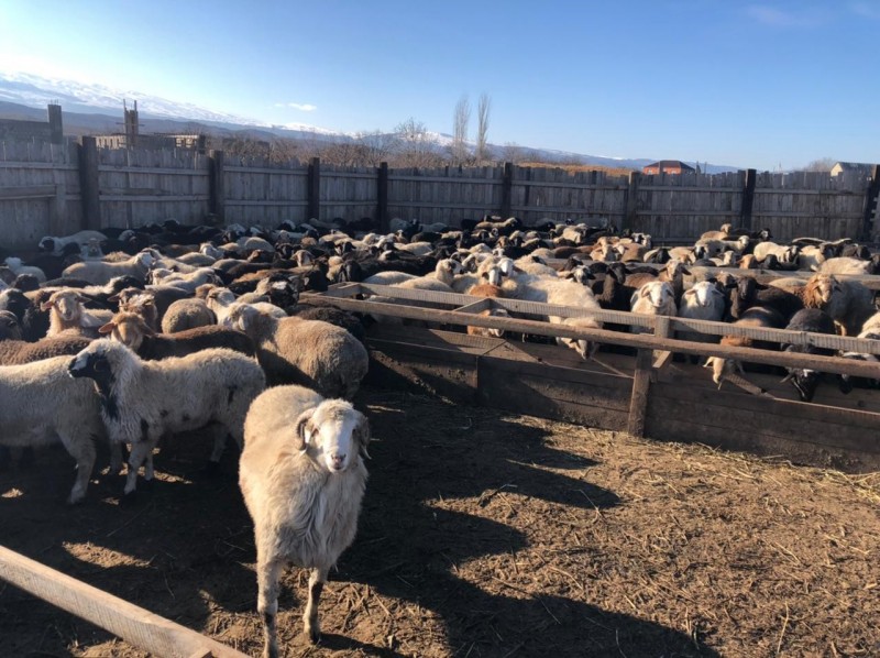 Подведение итогов работы ветеринарной службы Буйнакского района