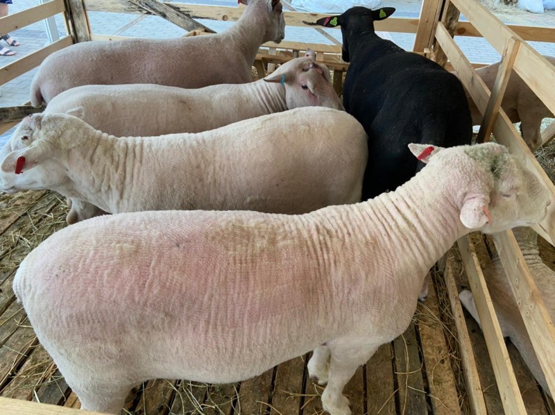 В Ставропольском крае проходит 21- я Российская выставка «Минводы ЭКСПО»