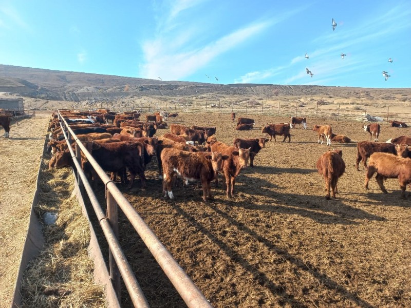 Мониторинговые мероприятия в племенном хозяйстве