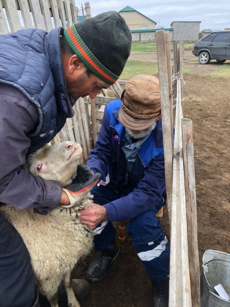 Ветеринарные мероприятия в хозяйствах Тарумовского района