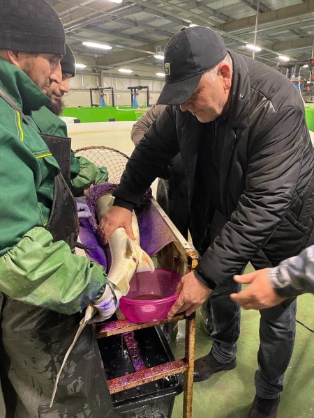 Плановые работы по получению икры в ООО «СК-Аква»