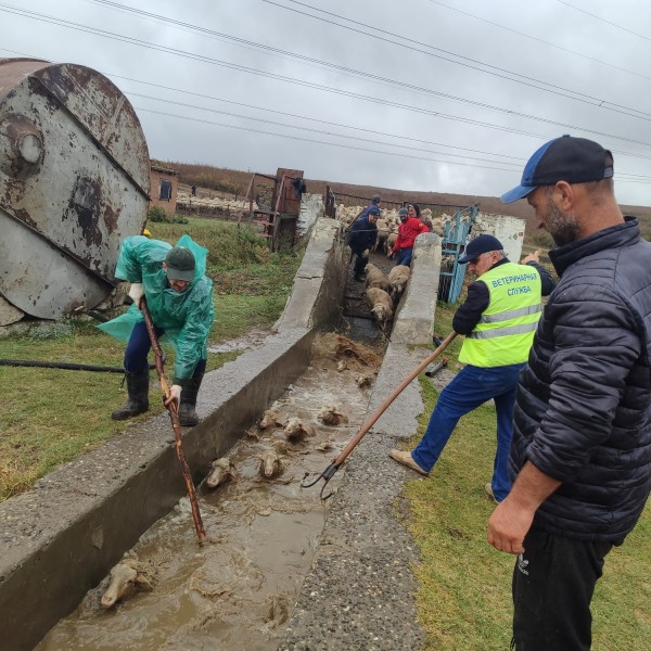 Ветеринарно-мониторинговые посты