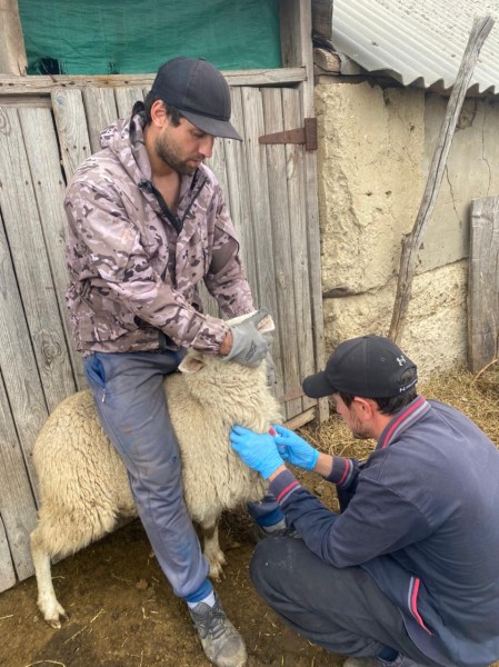 Ветеринарные мероприятия в Гунибском районе