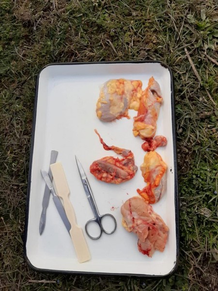 Контрольный забой с целью диагностики туберкулеза крупного рогатого скота