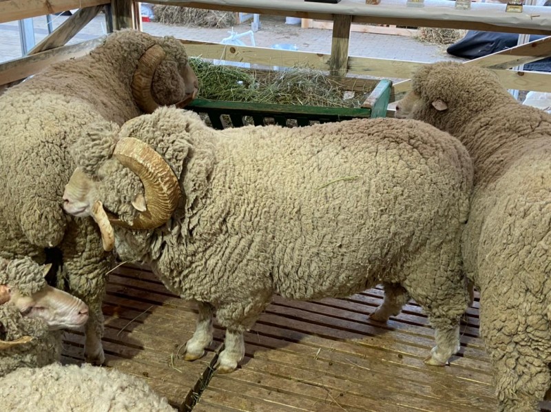 В Ставропольском крае проходит 21- я Российская выставка «Минводы ЭКСПО»