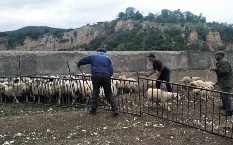 Ход перегона мелкого рогатого скота Гумбетовского района на летние пастбища