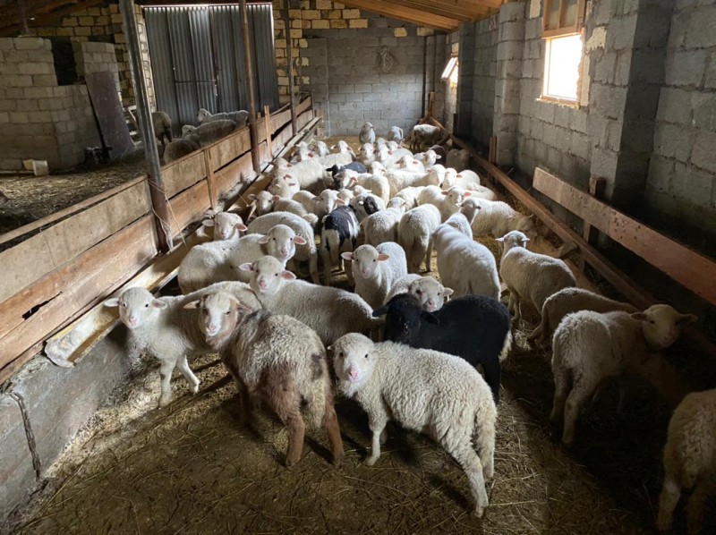 Разъяснения Комитета по ветеринарии РД о случае падежа ягнят в Кулинском районе