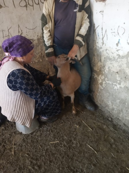 Ветеринарные мероприятия в Тарумовском районе