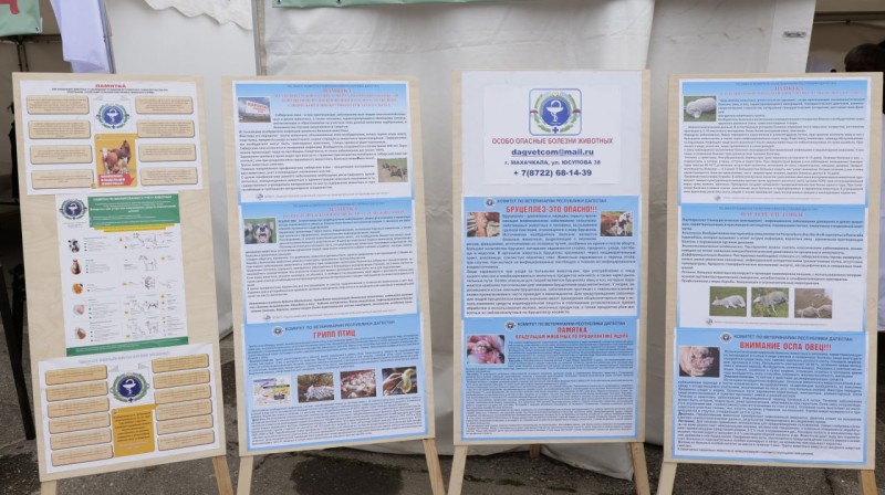 25-я Российская выставка племенных овец и коз