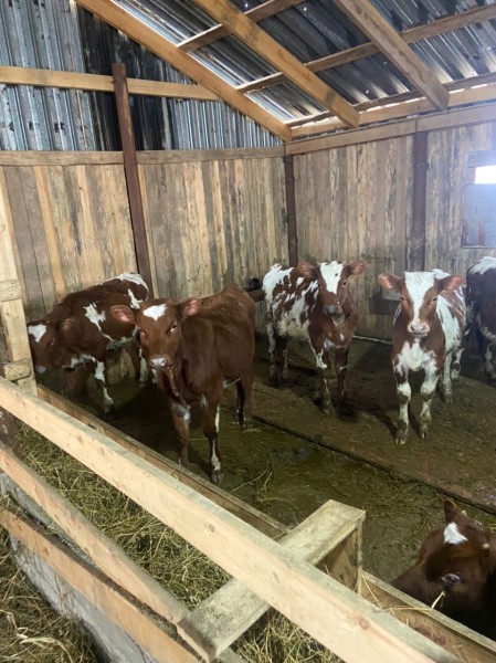 Консультативная помощь