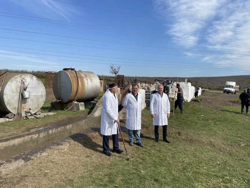 Перегон скота через Аркабашскую купочную ванну