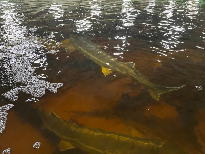 Плановые работы по получению икры в ООО «СК-Аква»