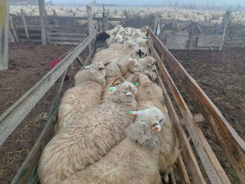 В республике продолжается идентификация и учет животных