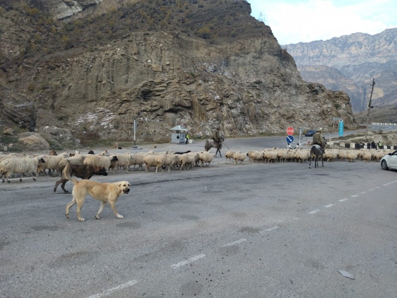 Перегон скота в СПК «Стелла» Хунзахского района