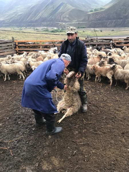 Активная пора ветеринарных мероприятий