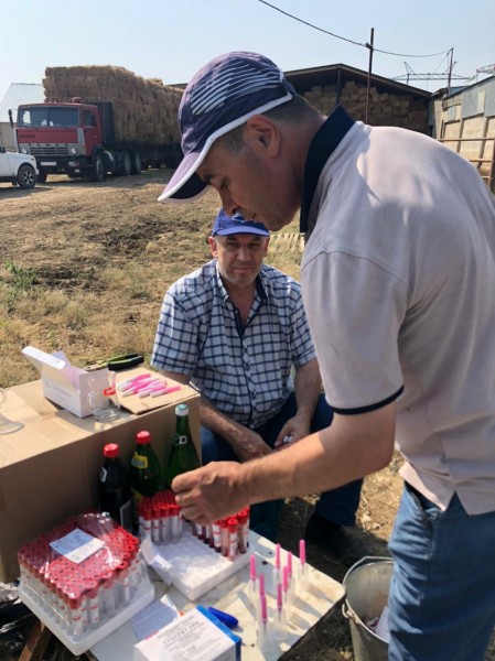 Совместные исследования на инфекционные заболевания КРС в Карабудахкентском районе