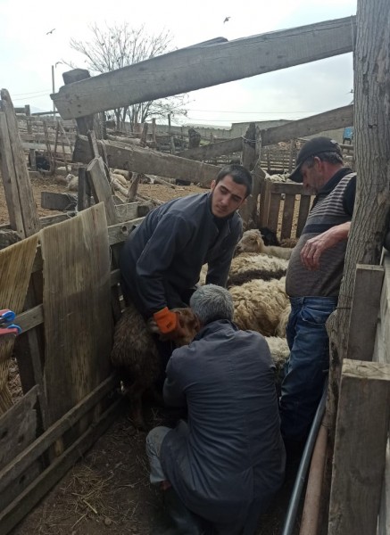 Ветеринарные мероприятия в Хасавюрте