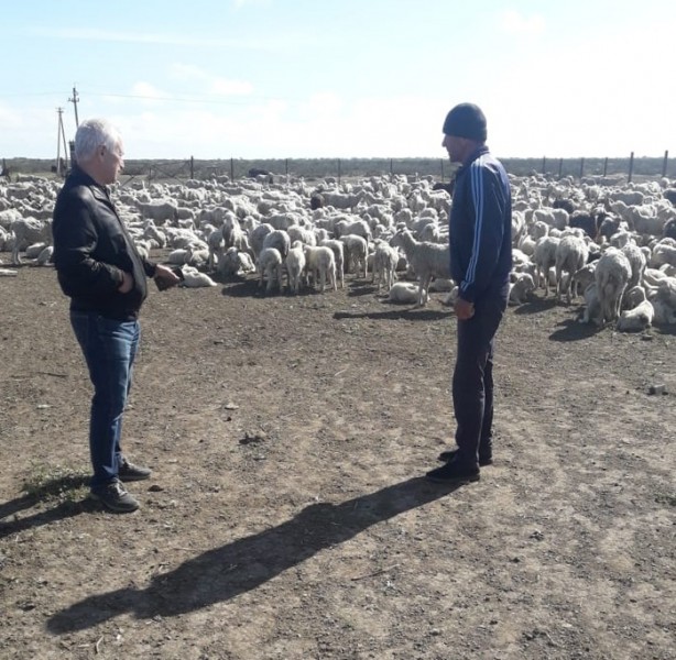В Дагестане начался перегон овец