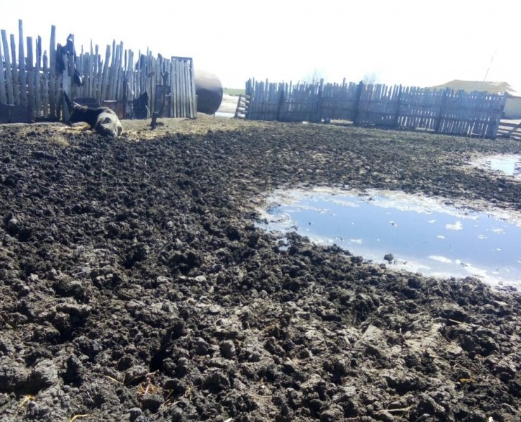 В Тарумовском районе выявлено незарегистрированное в ветеринарной службе животноводческое хозяйство