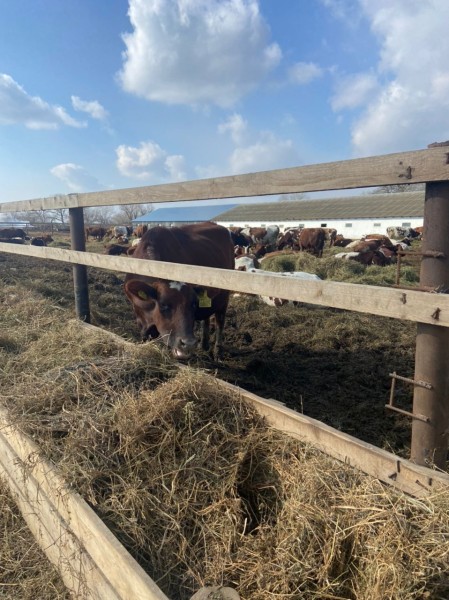 Консультативная помощь