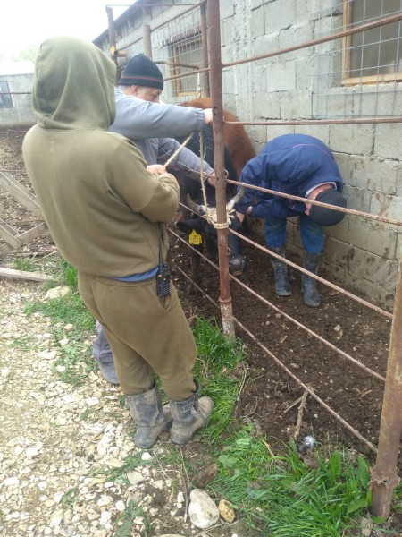 Профилактические и диагностические ветеринарные мероприятия в Тляратинском районе
