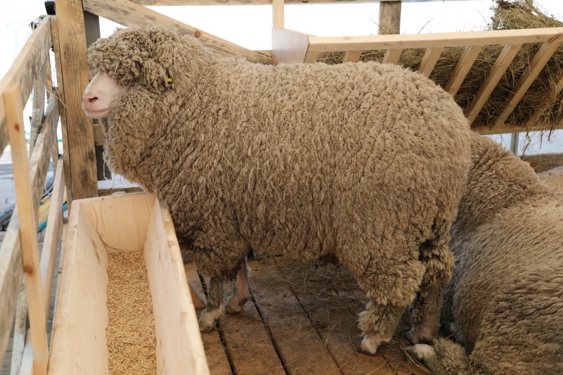 XXII Всероссийская выставка племенных овец и коз