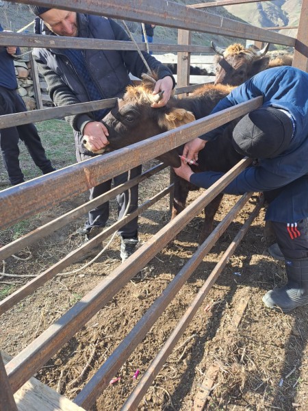 Ветеринарные мероприятия в Курахском районе