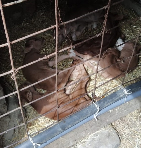 Рекордный приплод коровы в селении Нечаевка Кизилюртовского района