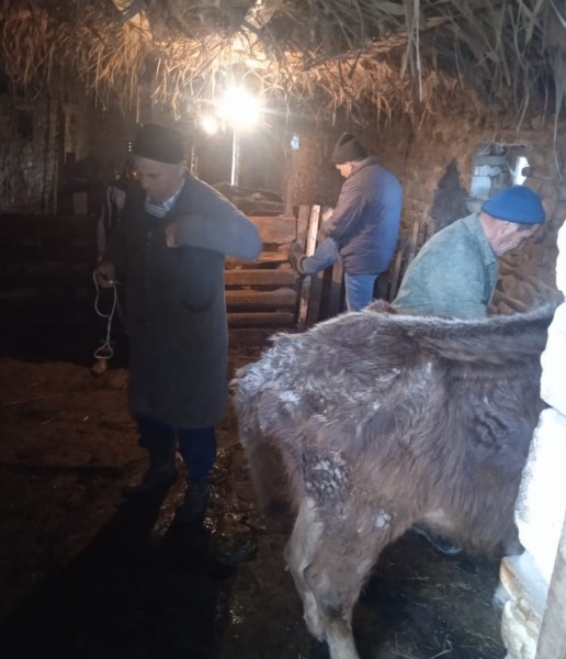 Противобруцеллезные мероприятия в Табасаранском районе