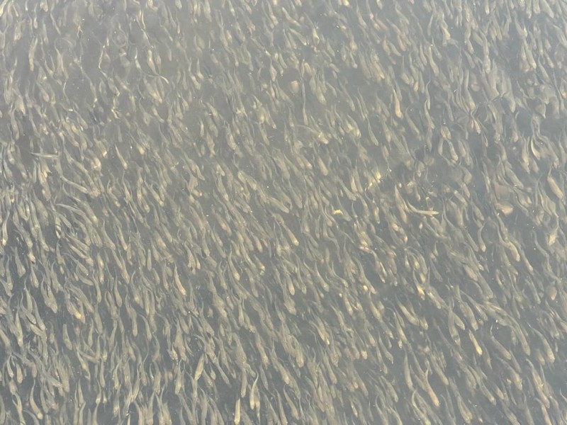 Выпуск молоди кутума