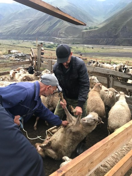 Активная пора ветеринарных мероприятий