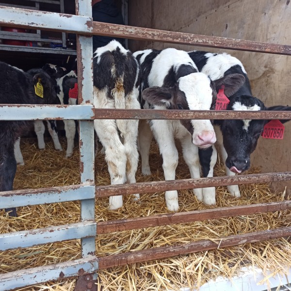 Мониторинговые мероприятия на рынках Хасавюртовском района