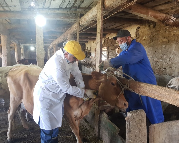 Эпизоотическая ситуация по бруцеллезу