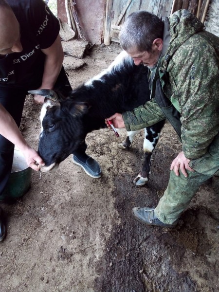 Профилактические и диагностические ветеринарные мероприятия в Тляратинском районе
