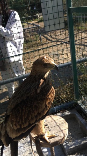 Спасение редких видов птиц