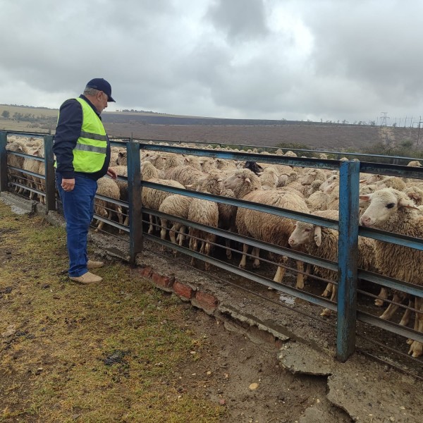 Ветеринарно-мониторинговые посты