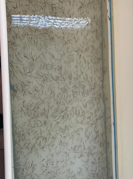 Внеплановое обследование деятельности рыбного хозяйства СПК «Форель Дагестана»