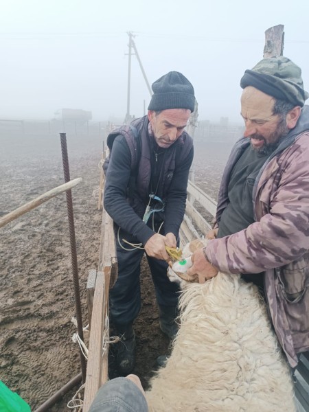 В республике продолжается идентификация и учет животных