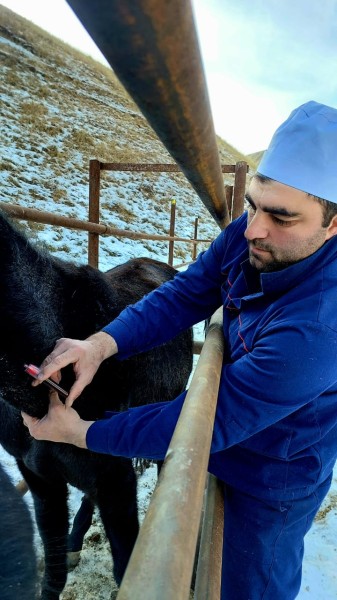 Ветеринарно-профилактические мероприятия в Гунибском районе