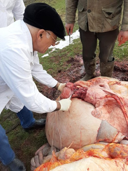 Контрольный забой с целью диагностики туберкулеза крупного рогатого скота