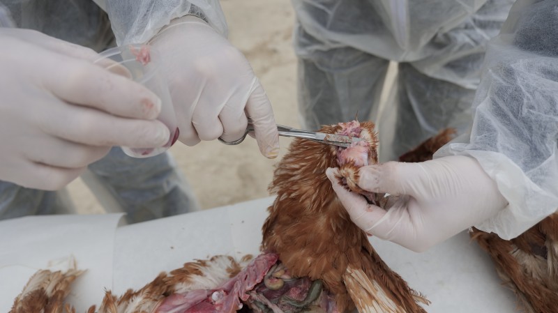 Комитетом по ветеринарии РД проведено очередное учение по ликвидации условного очага особо опасного заболевания