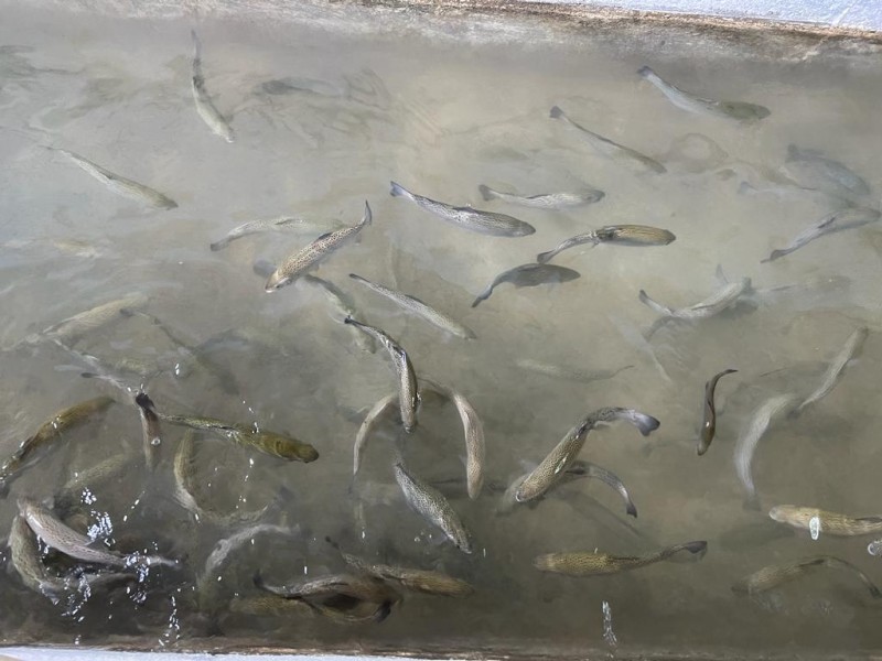 Выездная работа ветеринарных специалистов