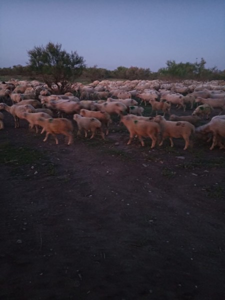 Перегон овец в хозяйствах Хунзахского района