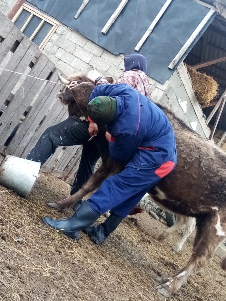 Лечебно-профилактические мероприятия в Ботлихском районе