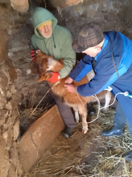 В населенных пунктах Чародинского района идут профилактические, диагностические ветеринарные мероприятия