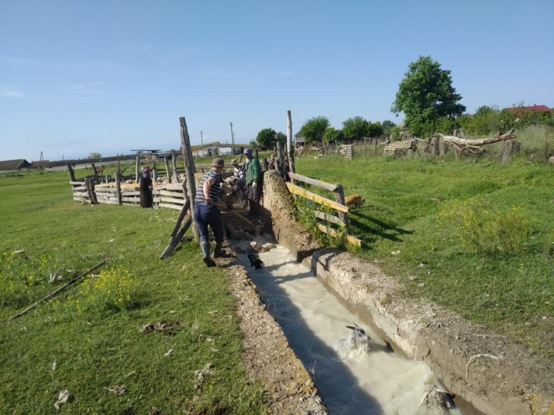 Перегон овец в хозяйствах Хунзахского района
