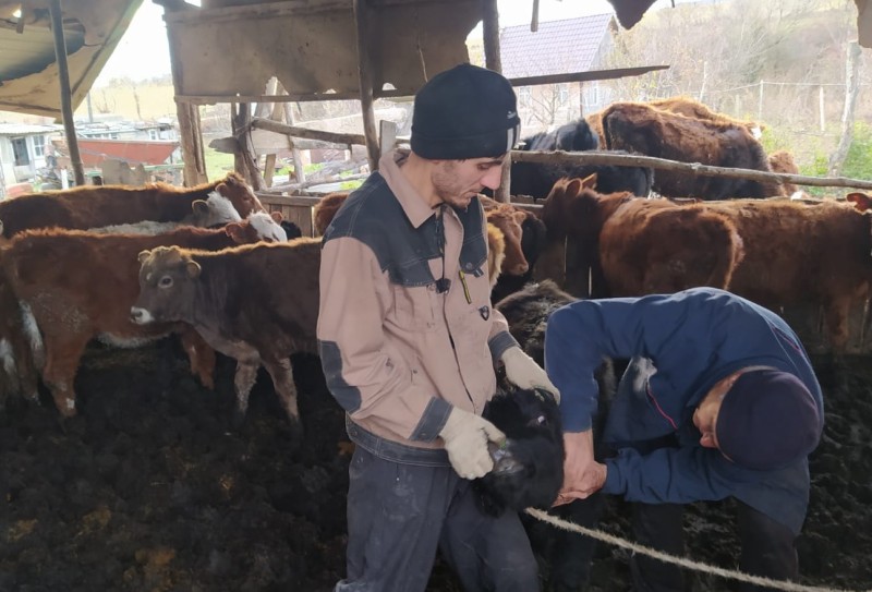 Снятие ограничительных мероприятий в хозяйствах республики