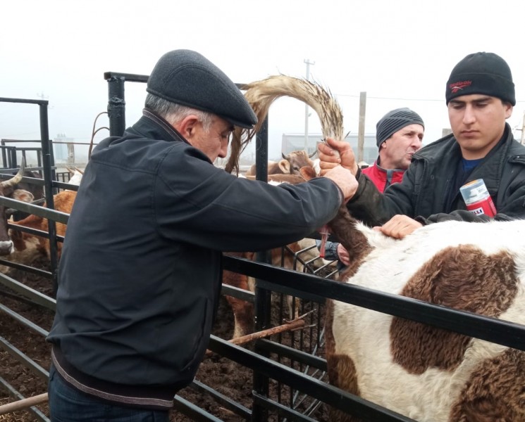 Итоговое совещание ветеринарной службы Сулейман-Стальского района