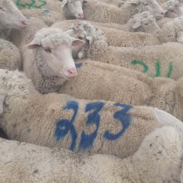 Ветеринарные мероприятия в хозяйствах республики