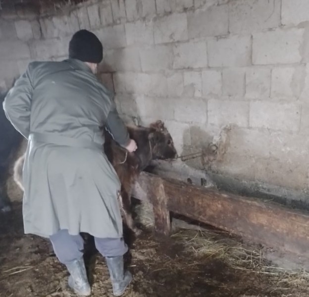 Ветеринарные мероприятия в Хивском районе